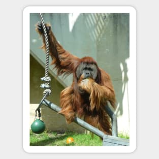 Orangutan Sticker